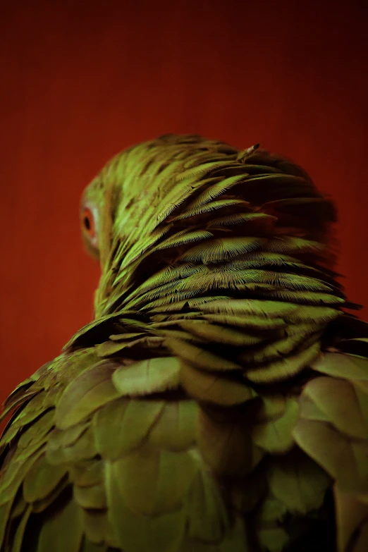 the bird is very close to the red background