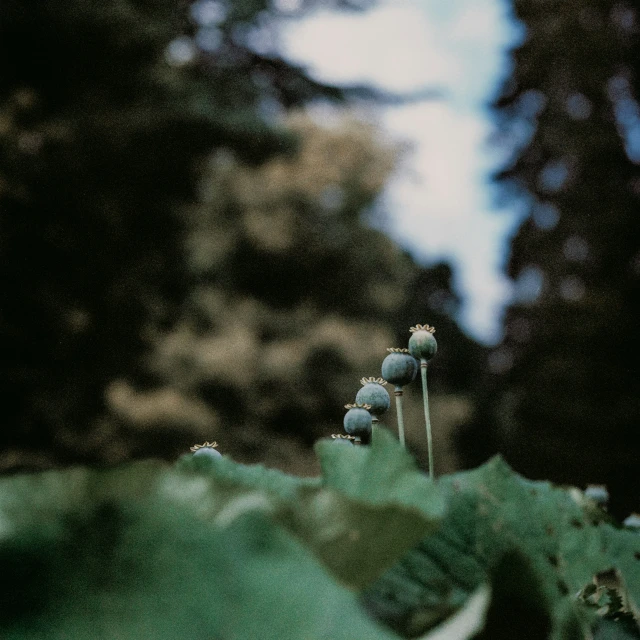 a green leaf has a few white flowers