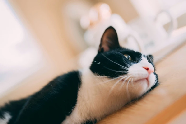 a cat laying down looking up into the sky