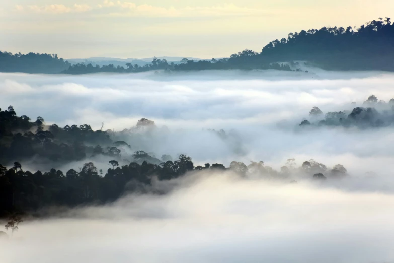 a sea of clouds rolling over the hills near a forest