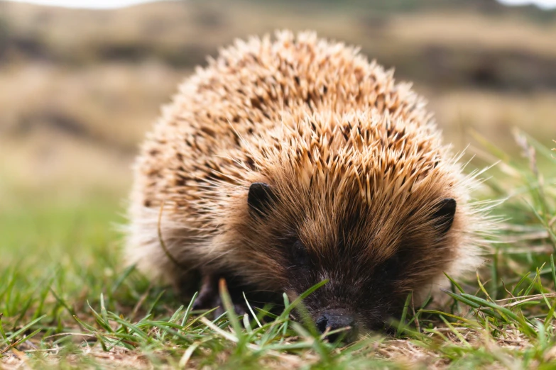 an hedgehog eating grass in the sun