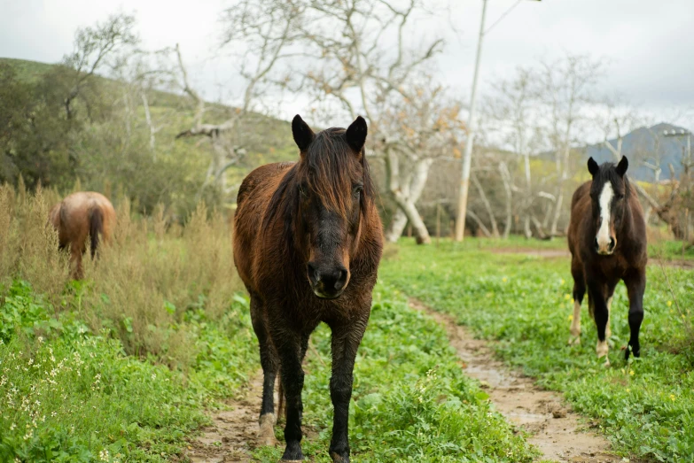 two brown horses standing in the grass on a trail