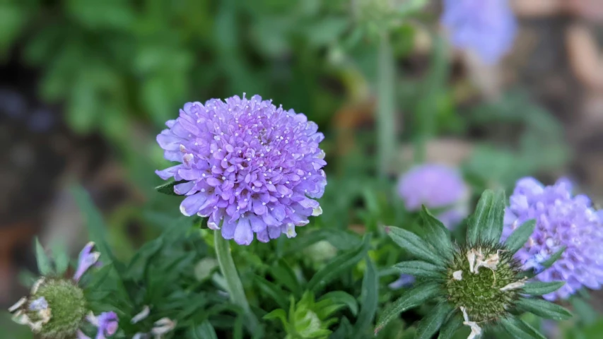 purple flowers on the ground with a blurry background