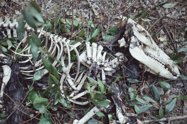 a skeleton in the middle of some grass and vines