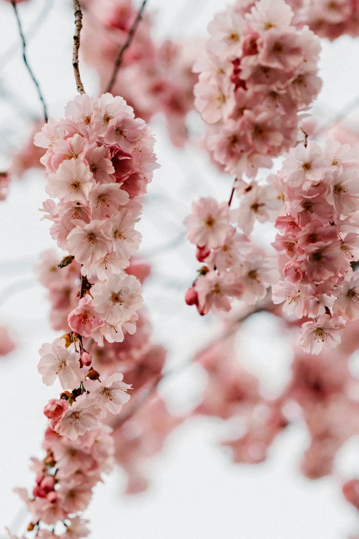 pink cherry blossoms on nch in bloom