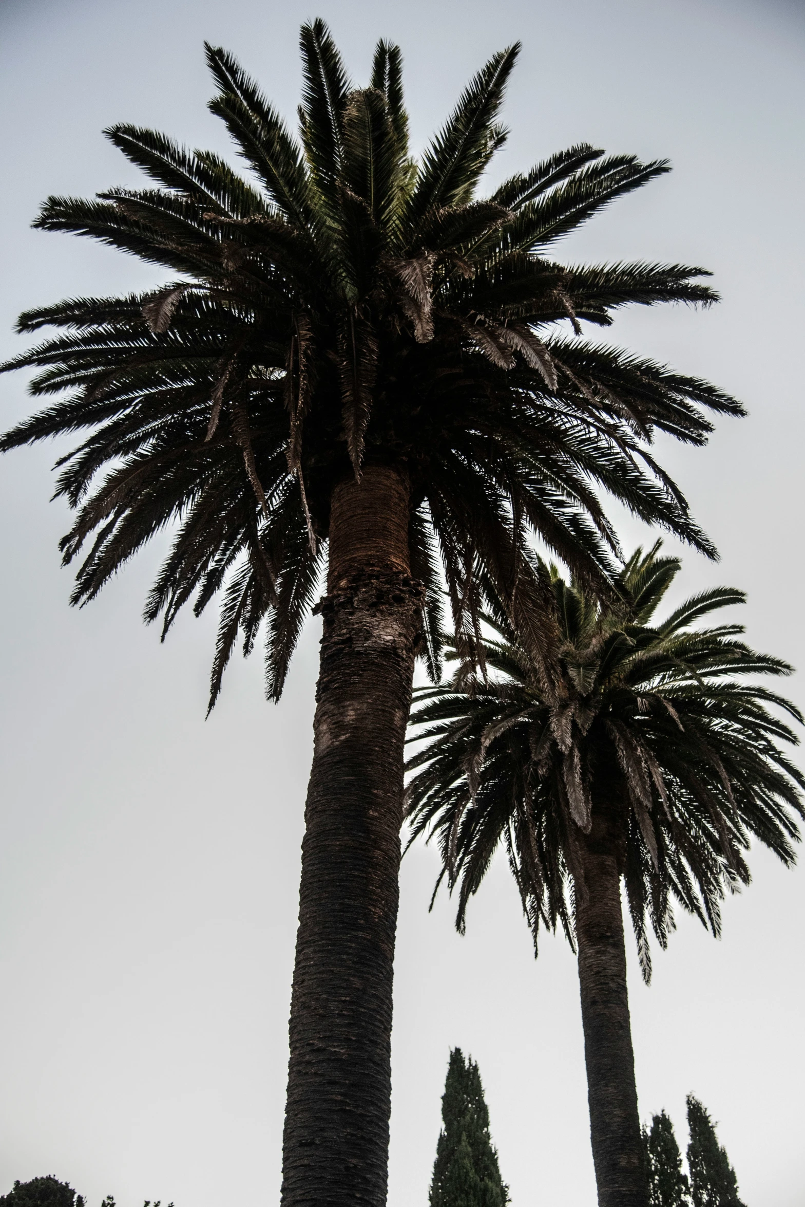 two trees are shown against a gray sky