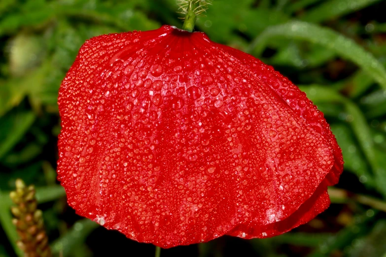 a closeup of the red flower with drops of water