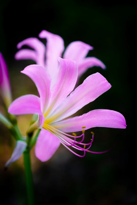 close up of pink flower on a black background