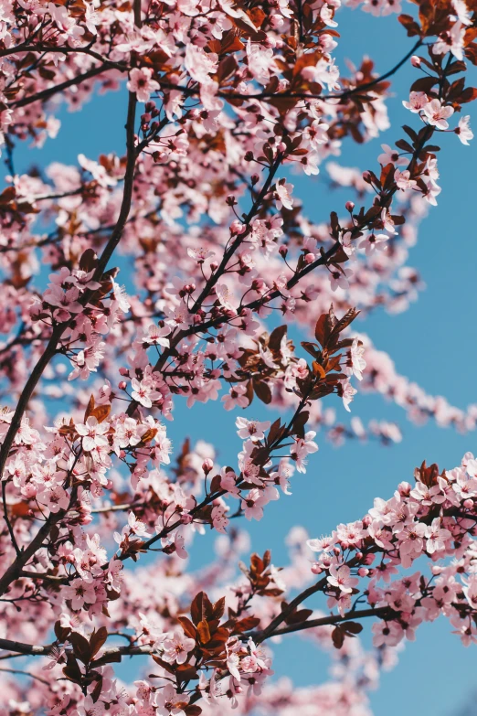 a tree with pink flowers in a blue sky