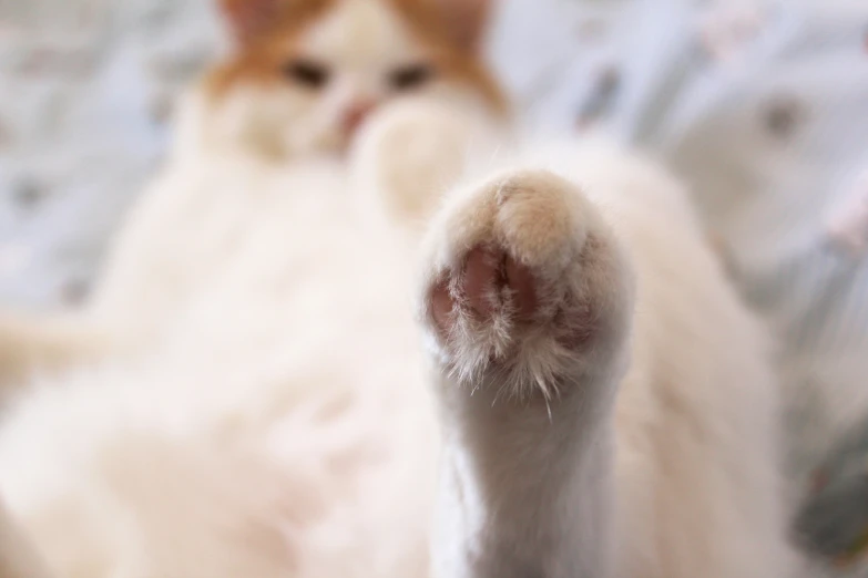 cat paw reaching towards camera with blurry background