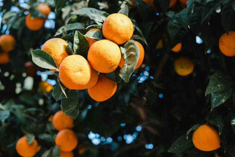 many oranges grow on the tree and are ready to be picked