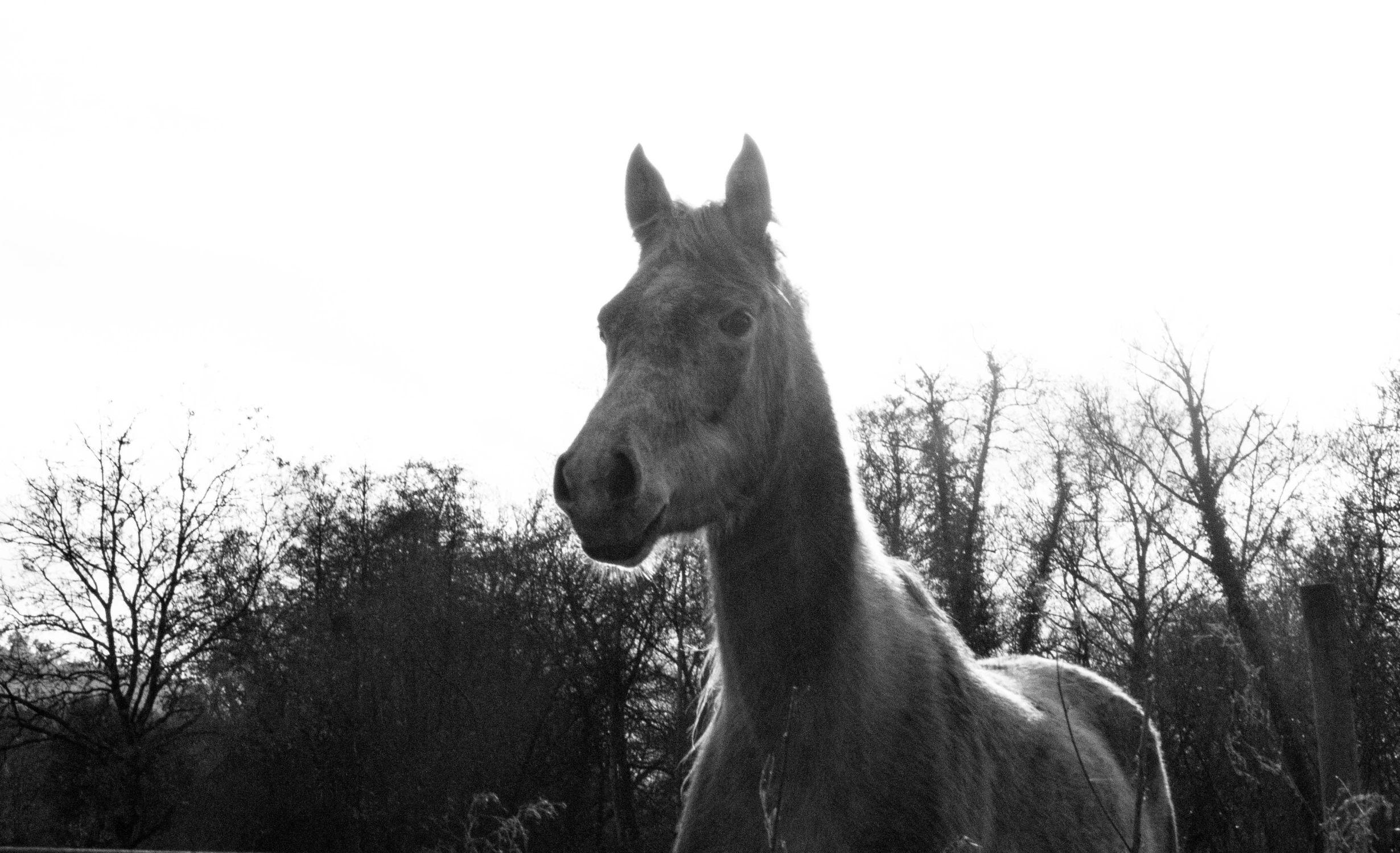 a horse in a field in front of a forest