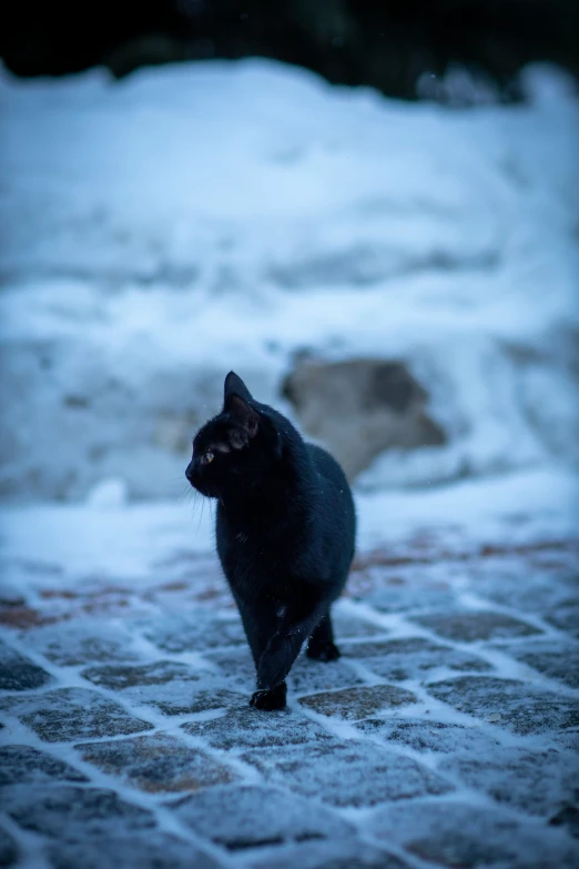 a cat standing in front of the snow