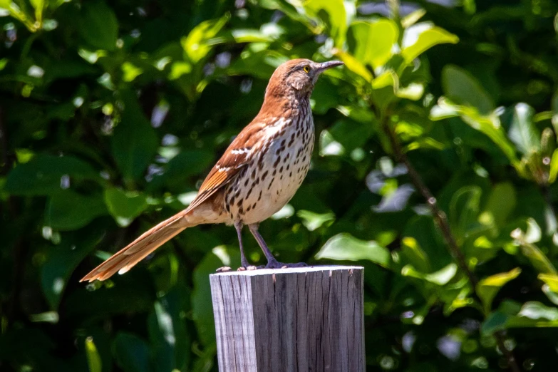a bird sitting on a post next to a bush