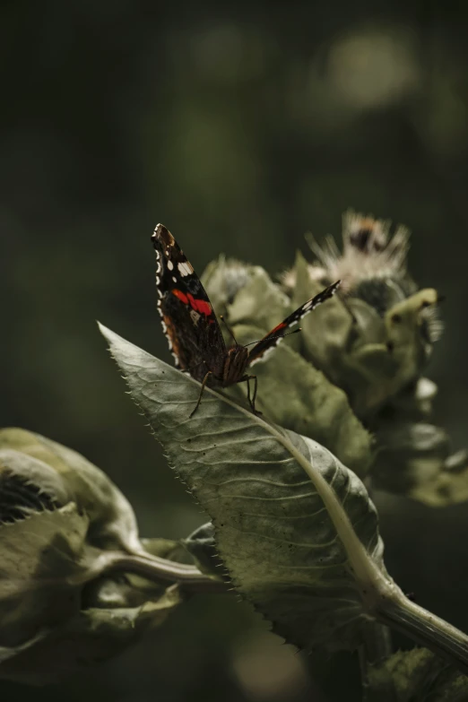 a colorful erfly rests on a green leaf