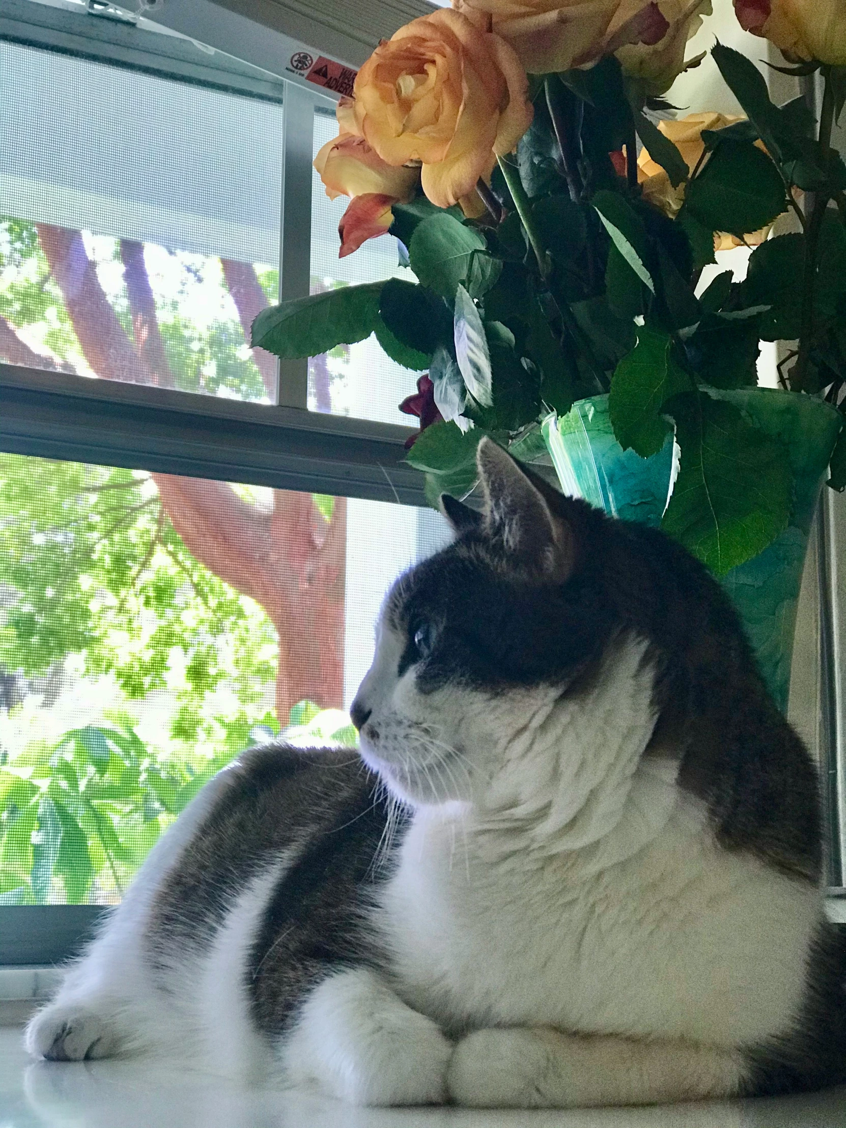 a white and grey cat laying on top of a table near flowers