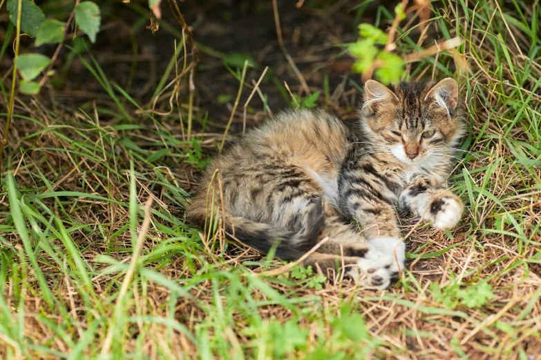 a small kitten laying in the grass with its eyes closed