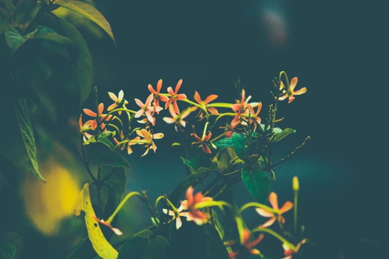 small colorful flowers are in some green plants