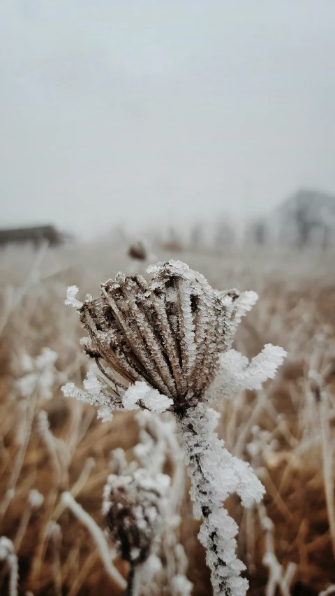 frost covered plants in the middle of a field