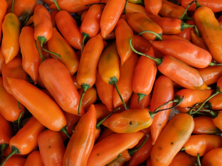 a large amount of bright colored peppers