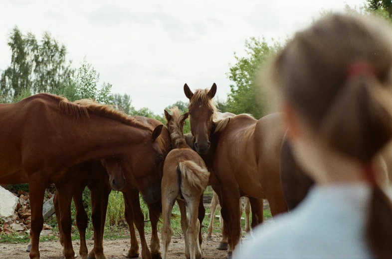 a group of horses with their heads touching