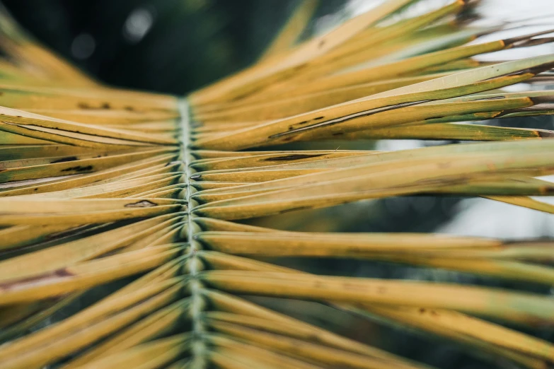 a close up s of a leaf of a plant