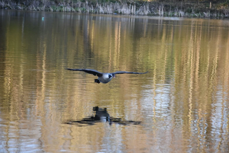 a bird with its wings spread and it's wing is reflected in the water