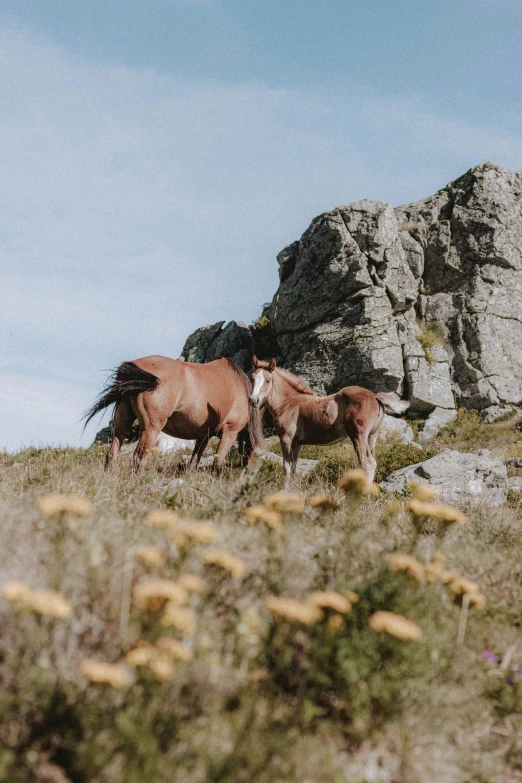 two horses in grassy area with rocks and plants