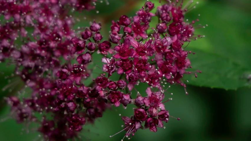 purple and red flower that has tiny flowers on it