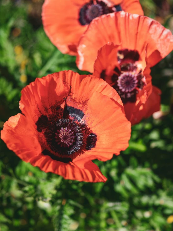 three red flowers are in a grassy field