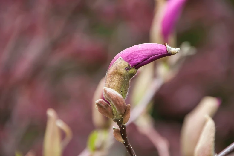 the flower is budding in the middle of the plant