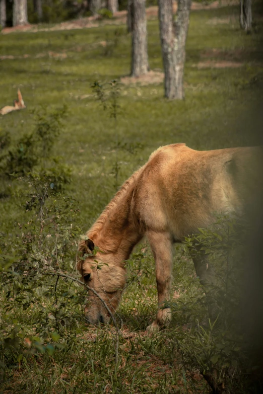 a horse is standing near the grass in a field