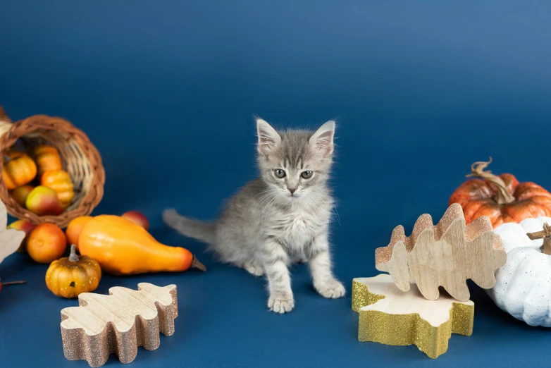 a gray kitten standing near some pumpkins, squash and squash