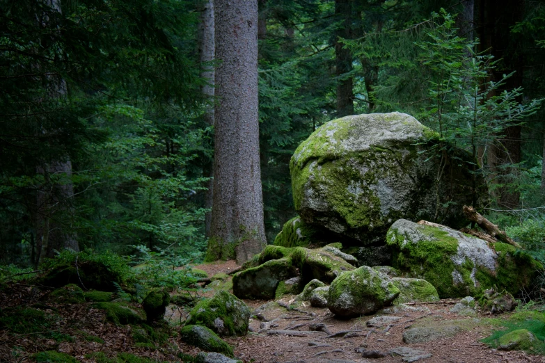 the large boulder is covered in moss in the forest