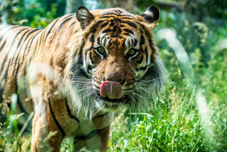 a tiger sticking its tongue out in the grass