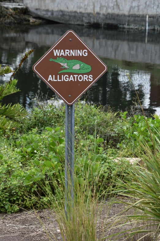 a sign warns of alligators in a pond