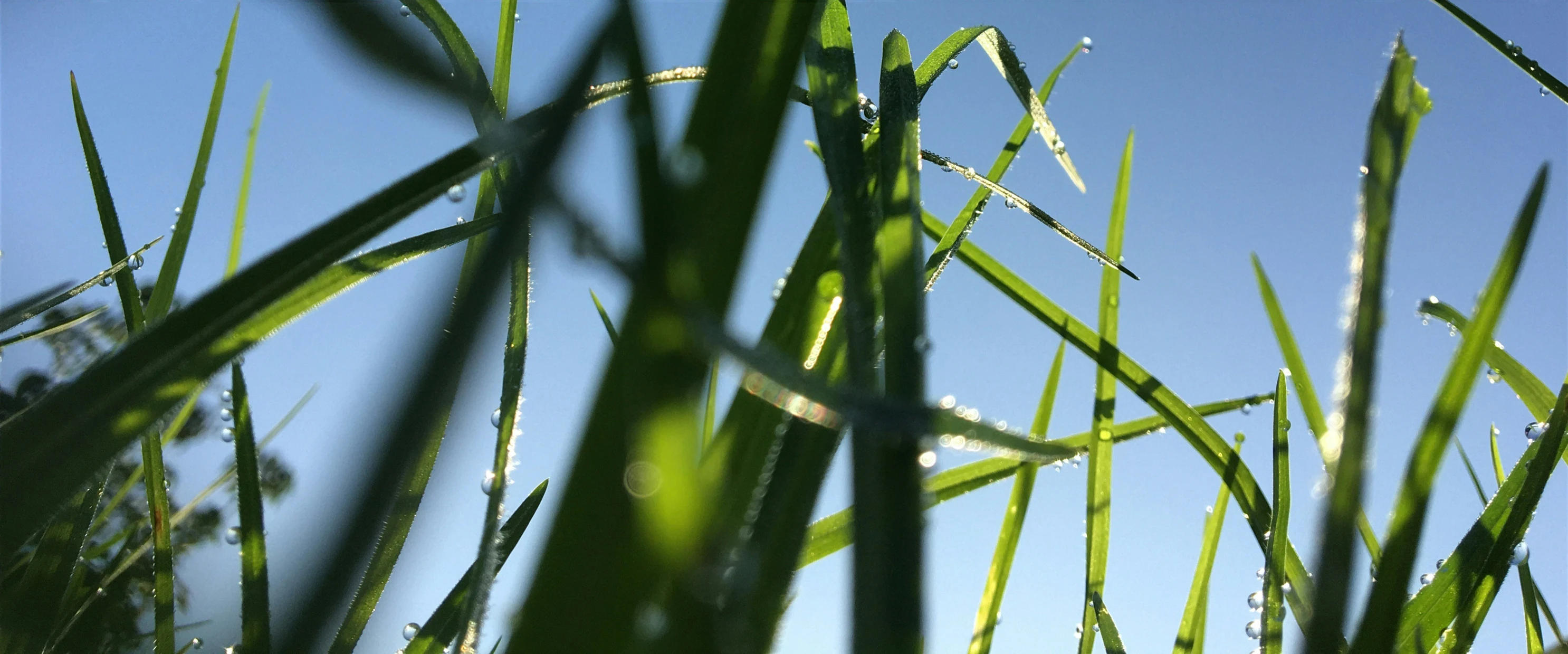 some very thin green grass with some small drops