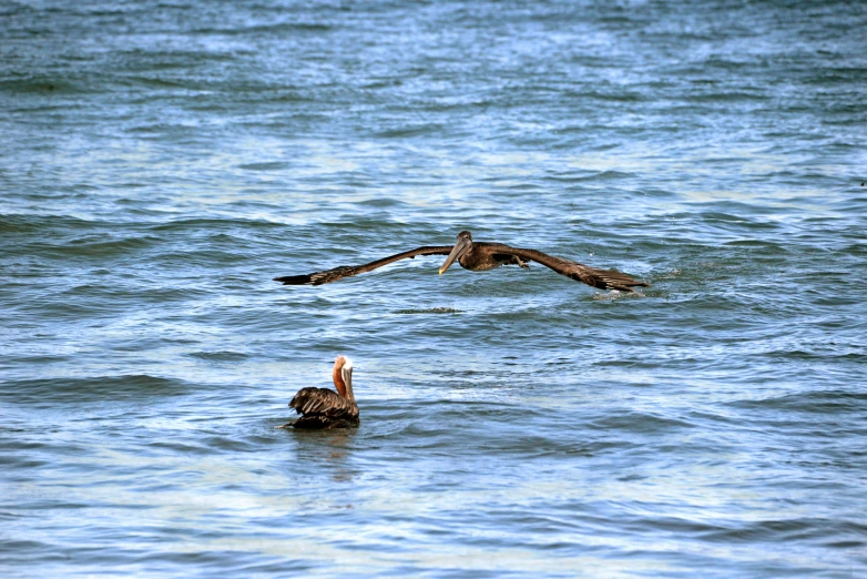 two large birds flying over the top of water