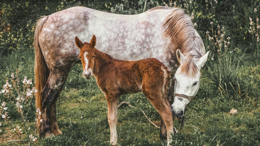 mother and baby horse grazing in the field
