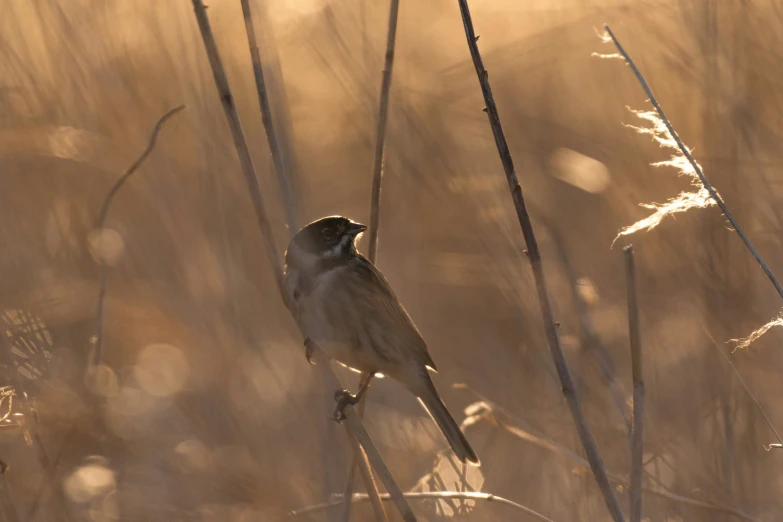 a bird is sitting on the tip of some grass