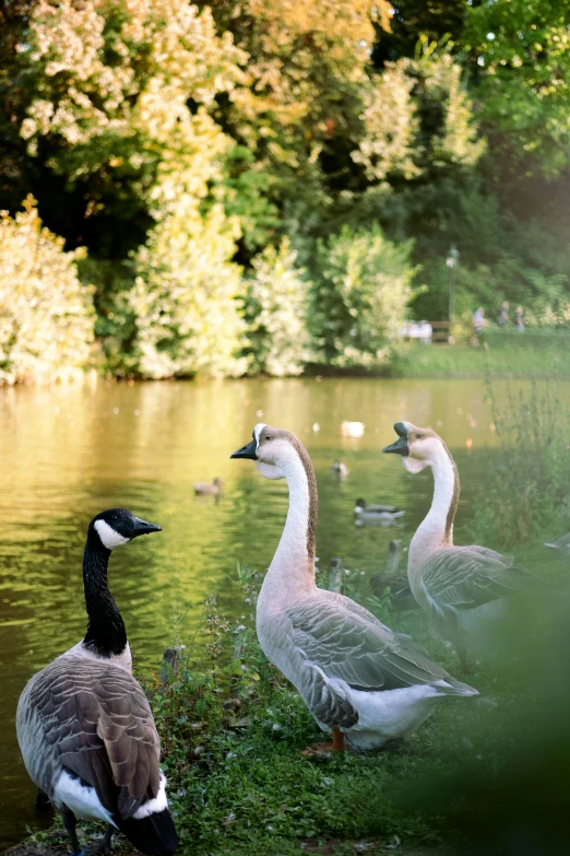 some ducks are standing by a small body of water