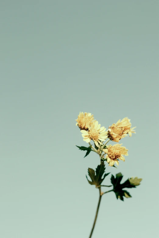 two sunflowers are in a blue vase against the sky