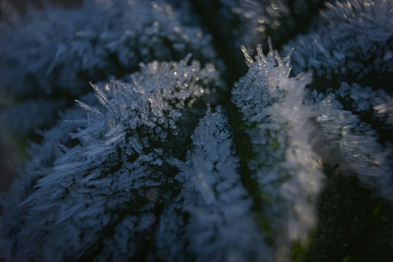 the top of a very tall tree with lots of frost on it