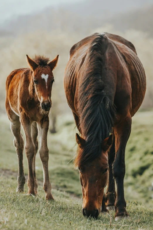 the large horse is walking behind the small horse