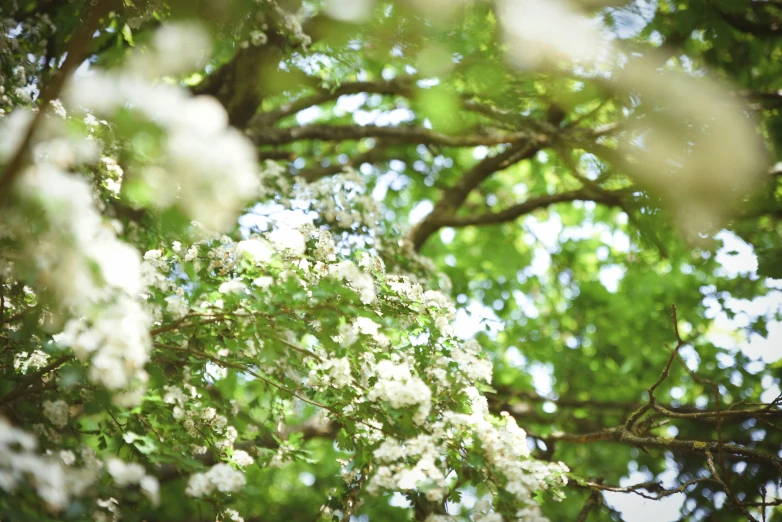 a couple of white flowers hanging off of trees