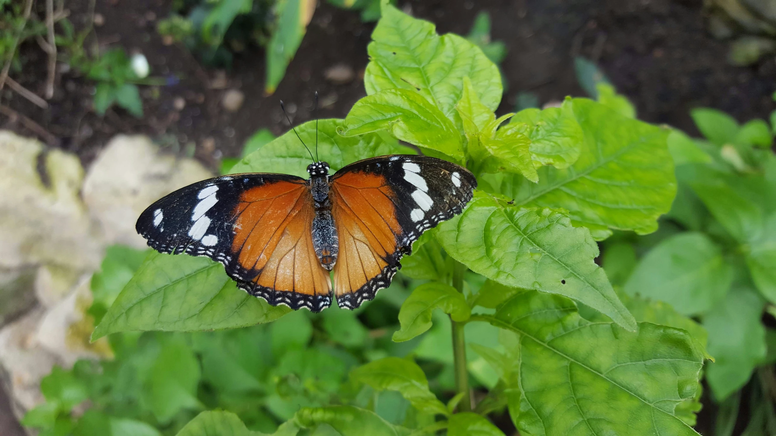 a large orange erfly sits on a green leaf