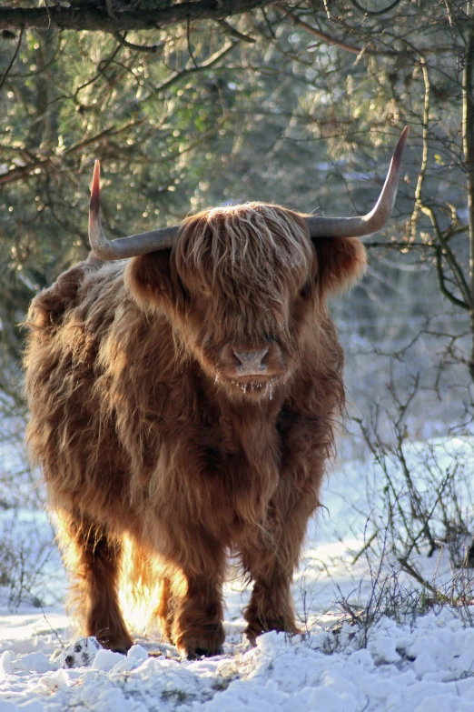 a yak walking through the snow, in the sun