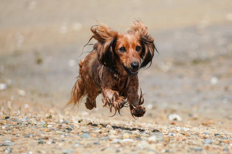 a dog that is running across some rocks