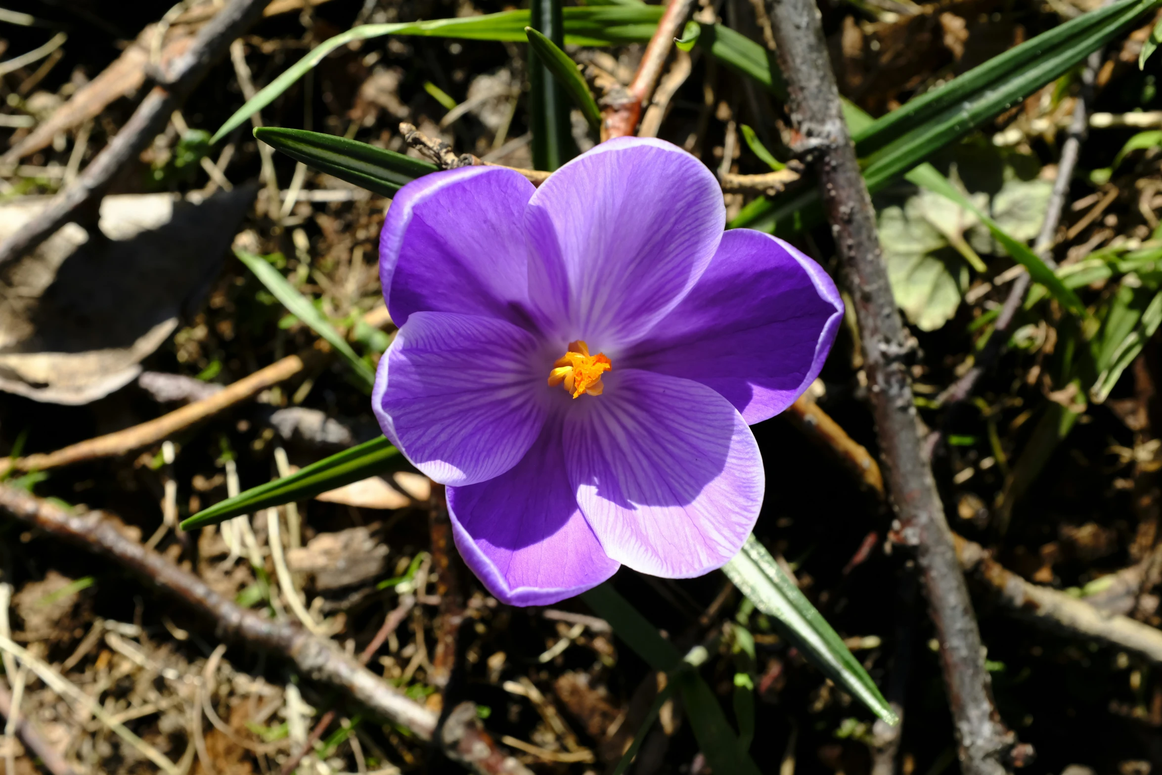 a purple flower sitting in a garden next to a shrub