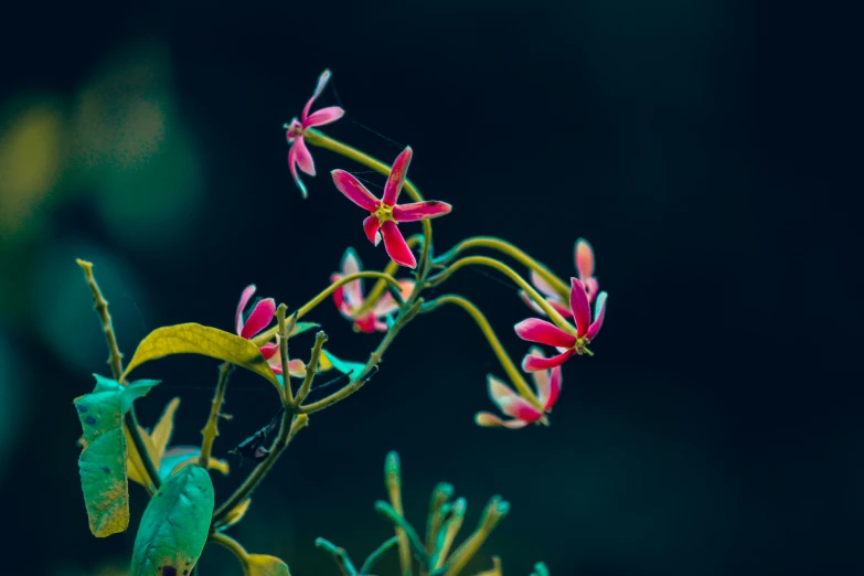 a group of wild flowers with green leaves